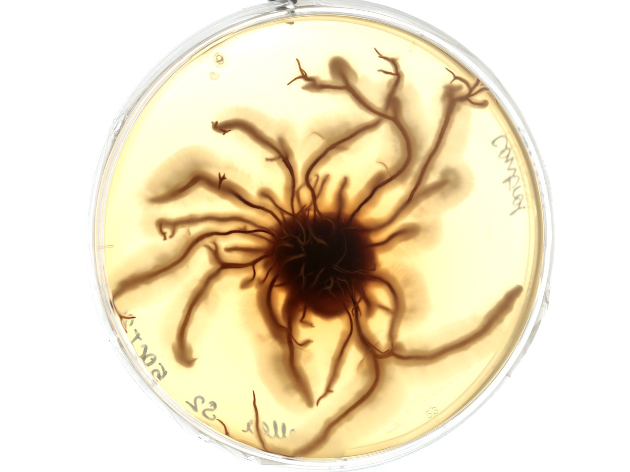 A link between complex multicellularity and pathogenicity on your plate of mushrooms.